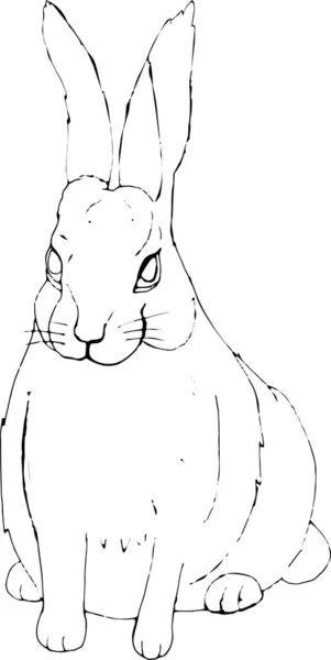 Beyaz arka planda izole edilmiş vektör el çizilmiş tavşan. Tavşancık