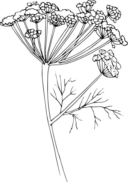 在白色背景上孤立的矢量手绘茴香 Dill Fennel — 图库矢量图片
