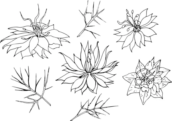 在白色背景上分离的一组病媒手绘的黑色花 手工制作用于设计 织物的植物学元件 花和枝条 — 图库矢量图片