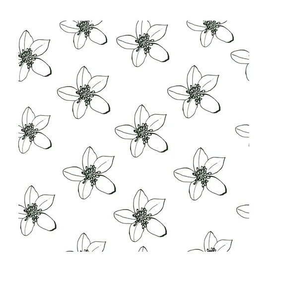 在白色背景上 矢量手绘的黑色图案很简单 用于设计 面料的手工绘图 Nigella模式 — 图库矢量图片