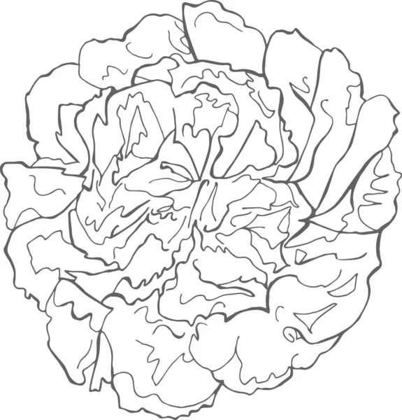 Beyaz arka planda yalıtılmış şakayık çiçeği çizilmiş. Şakayık