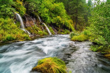 Sakin ormandaki şelaleler