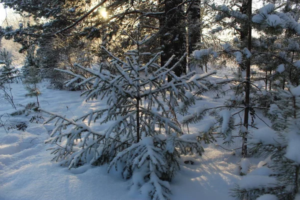 Journée Hiver Dans Une Forêt Enneigée — Photo