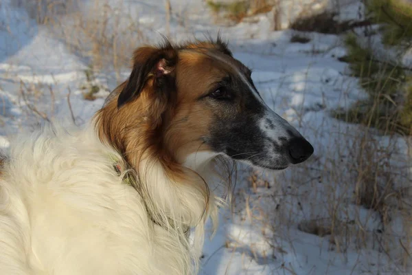 Rosyjski Borzoi Tle Śniegu — Zdjęcie stockowe