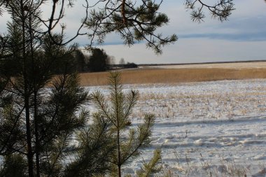 Forest trees in winter, graphics of asleep branches