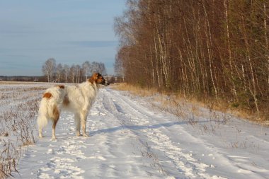 Russian hound dog for a walk