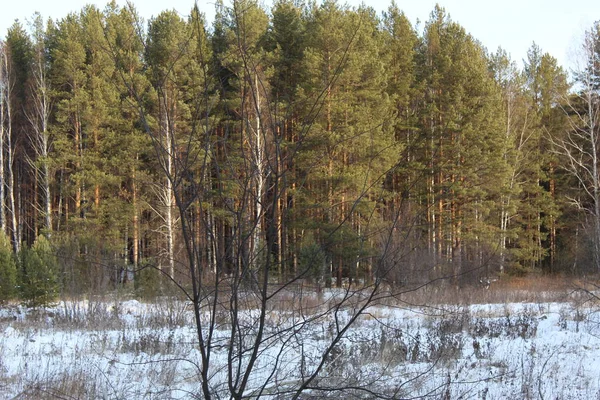 Лесные Деревья Зимой Графика Спящих Ветвей — стоковое фото
