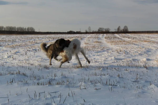 Дорослі Домашні Собаки Прогулянок Портрети Домашніх Тварин Ігри Відкритому Повітрі — стокове фото