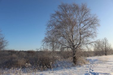 Kış gökyüzünün arka planına karşı dalların grafikleri