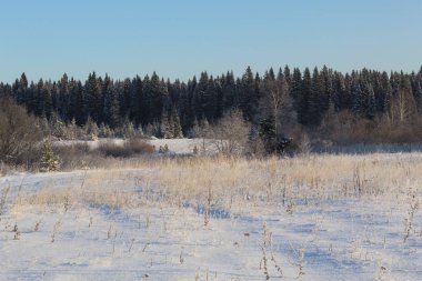Ural Ormanı 'nın karlı dekorasyonu
