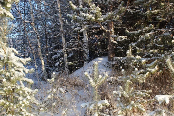 Fourmilière Sous Arbre Dans Neige — Photo