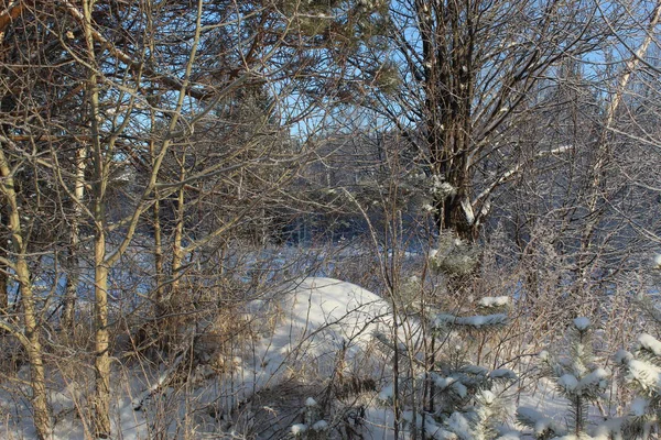 Formigueiro Sob Uma Árvore Neve — Fotografia de Stock