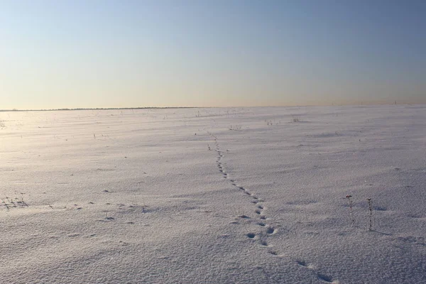 Dog Tracks Winter Road Field Royalty Free Stock Images