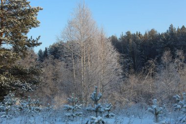 Kış gökyüzünün arka planına karşı dalların grafikleri