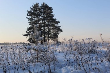 Kış gökyüzünün arka planına karşı dalların grafikleri