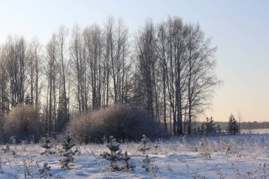 Kış gökyüzünün arka planına karşı dalların grafikleri