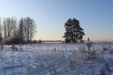 Kış gökyüzünün arka planına karşı dalların grafikleri