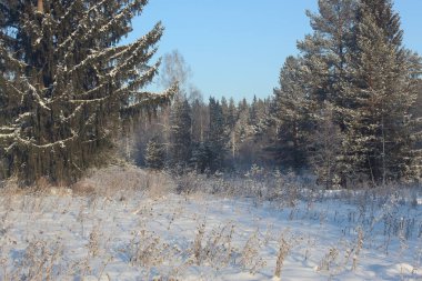 Beyaz arkaplanda karlı çimenler