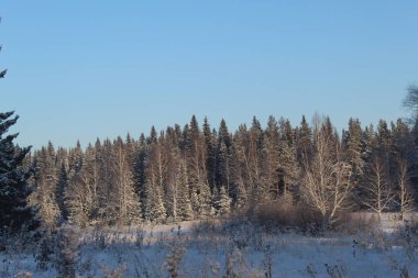 Ural Ormanı 'nın karlı dekorasyonu