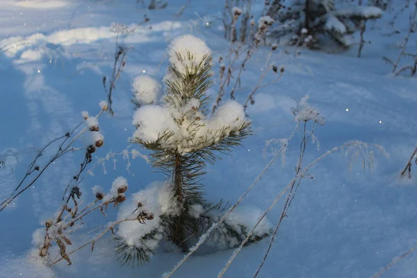 Pequena Árvore Natal Está Fria Inverno — Fotografia de Stock