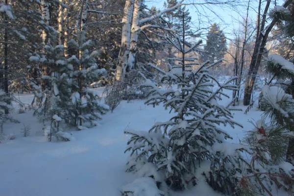 Petit Sapin Noël Est Froid Hiver — Photo