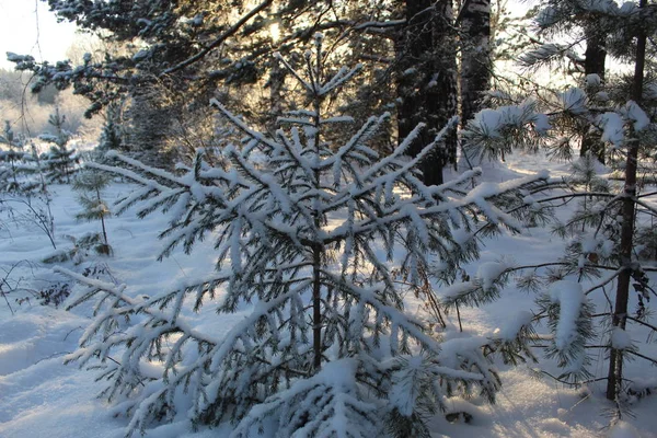 Kleine Kerstboom Koud Winter — Stockfoto