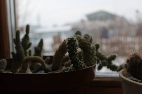 Különböző Beltéri Növények Ablakpárkányon Amikor Tél Kívül — Stock Fotó