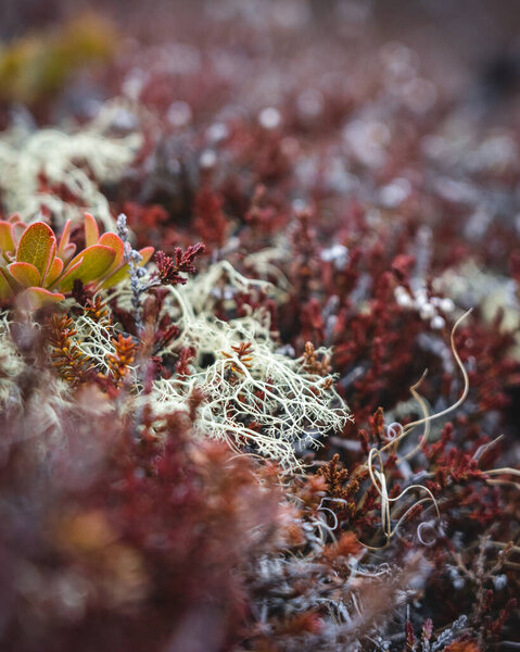 Little moss flowers on a lava field