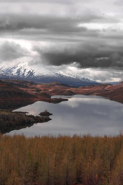 Liten björkskog vid den reflekterande sjön — Stockfoto