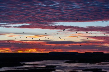 Kuş sürüsüyle günbatımı