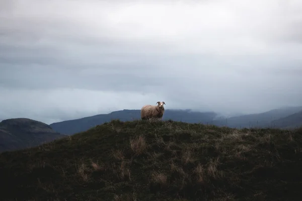 Ισλανδικά πρόβατα κοιτάζοντας στην απόσταση από το μαλλί λόφο. — Φωτογραφία Αρχείου