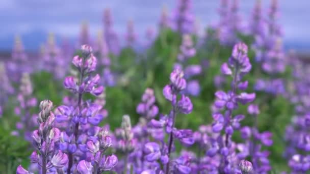 Fleurs Lupin Déplaçant Dans Vent Ralenti 120Fps Islande — Video