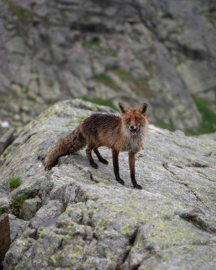 High Tatras dağlarında vahşi tilki görüldü.