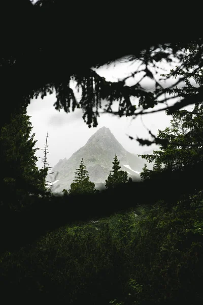 Ενιαία όρθια κορυφή του βουνού δει μέσα από τα υποκαταστήματα σε High Tatras Εθνικό Πάρκο — Φωτογραφία Αρχείου