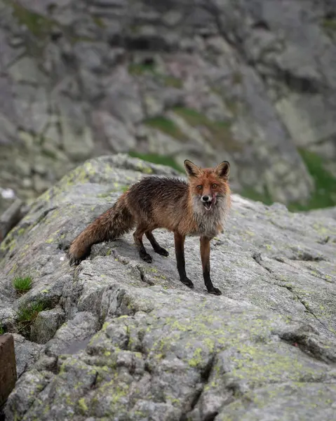 Wildfuchs in der hohen Tatra gesichtet — Stockfoto