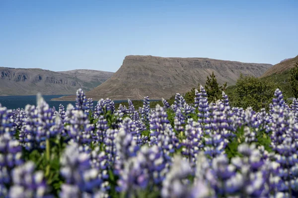 Field with lupines in the blossom with the view of the fjord — Stock Photo, Image