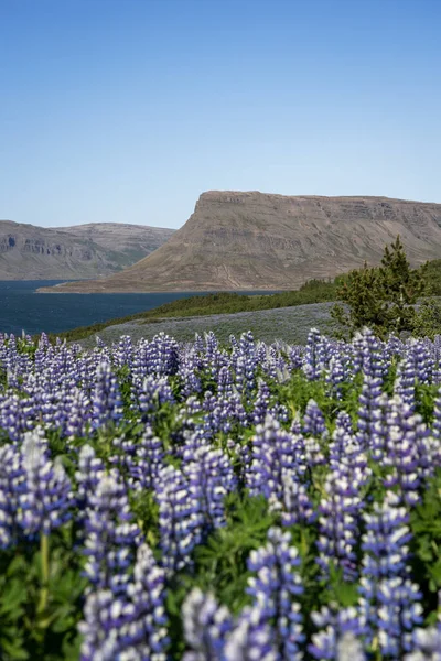 Campo con altramuces en flor con vista al fiordo — Foto de Stock