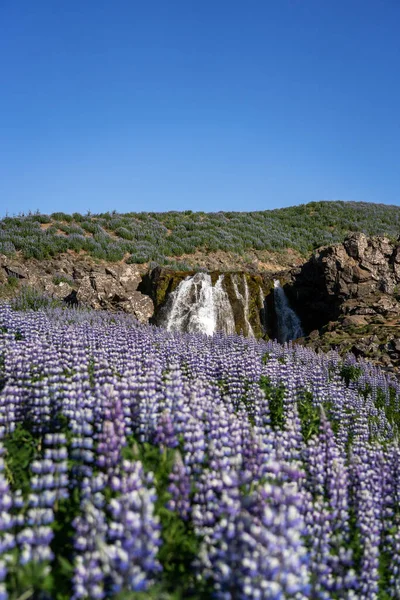 Cascada con el campo de los altramuces — Foto de Stock