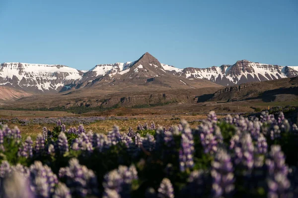 Peak of the mountain range with lupines in the foreground — 스톡 사진