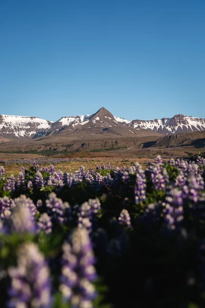 Peak of the mountain range with lupines in the foreground — 스톡 사진