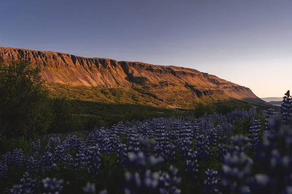 Botndalur valley during blossom of lupines in Summer — Stock Photo, Image