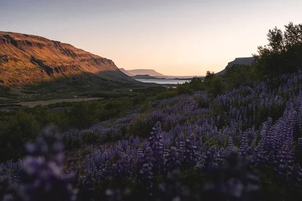 Botndalur valley during blossom of lupines in Summer — Stock Photo, Image