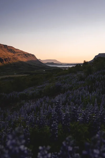 Botndalur valley during blossom of lupines in Summer — Stock Photo, Image