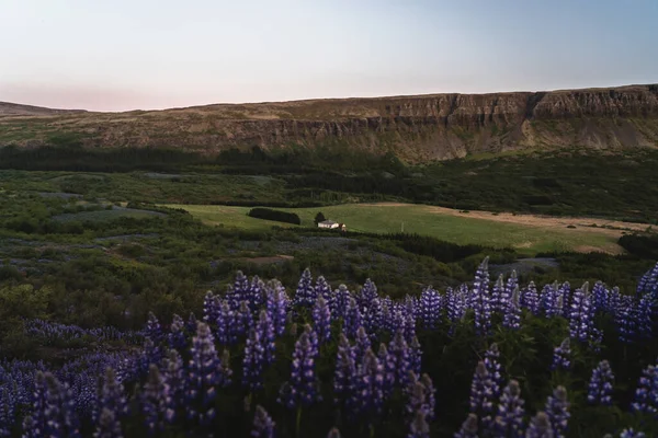 Πεδίο Των Λουλουδιών Λουπέν Κατά Διάρκεια Της Δύσης Στην Ισλανδία — Φωτογραφία Αρχείου