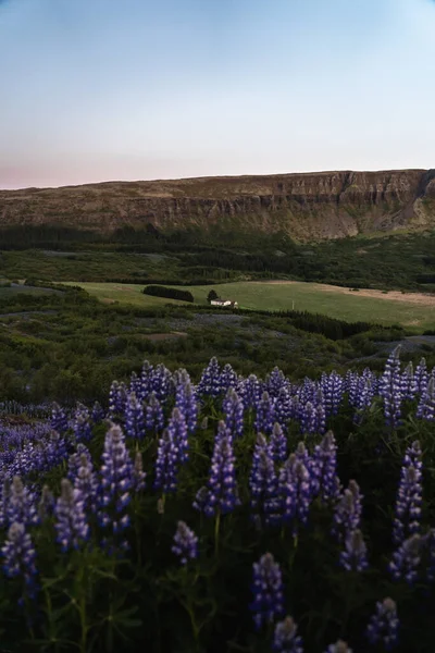 Campo Flores Lupin Durante Atardecer Islandia Verano 2019 — Foto de Stock