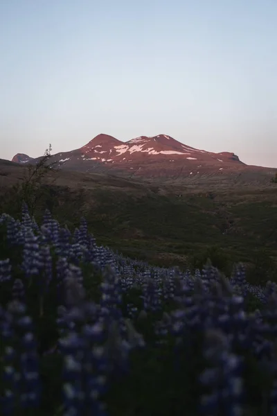 Montaña Valle Botndalur Con Altramuces Primer Plano Iluminada Por Atardecer Imágenes De Stock Sin Royalties Gratis