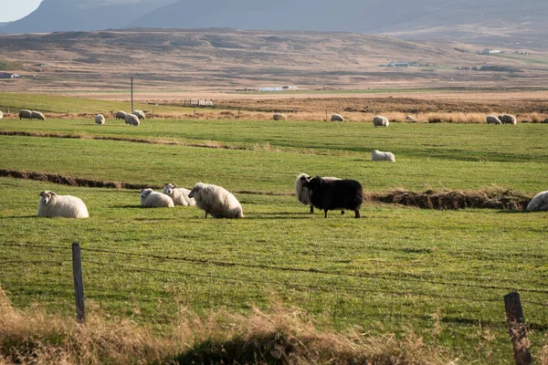 Rebaño Ovejas Que Descansan Campo Islandia Octubre 2019 Imagen De Stock