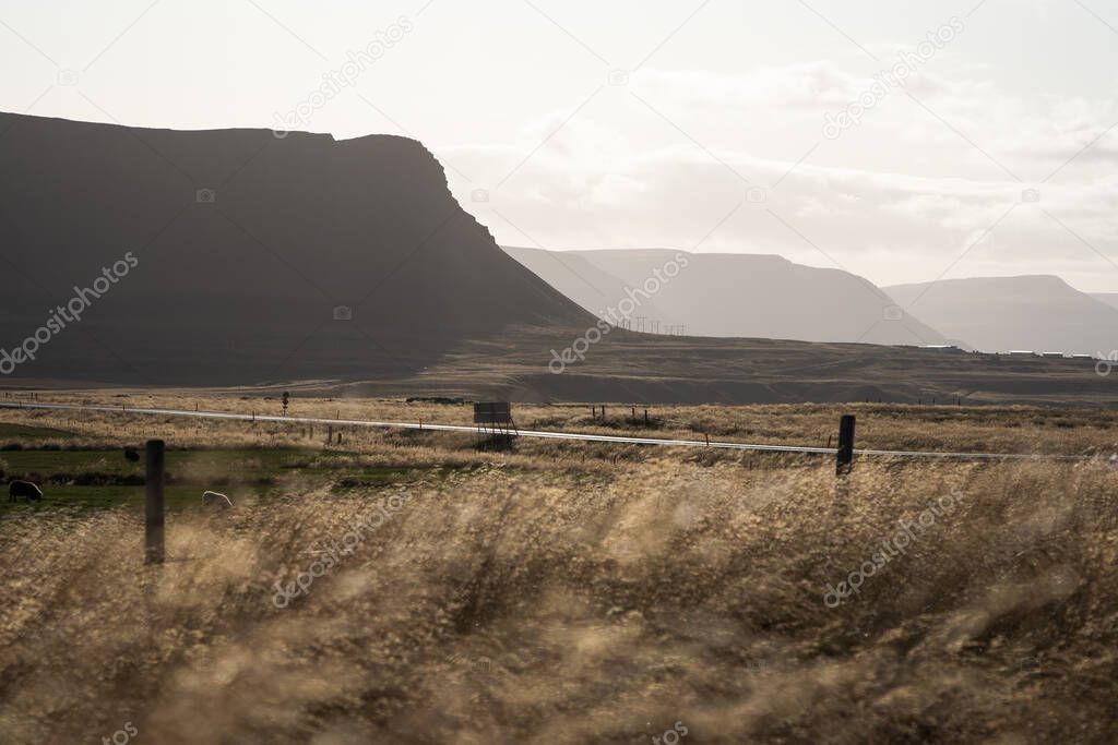 Iceland Wheat field with the fjord and power line in the distance October 2019