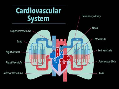 Dolaşım sisteminin basit vektör çizimi kalp ve akciğerlere odaklanmış ve İngilizce olarak siyah bir arkaplan üzerine yazılmış her bir bölümün adı.