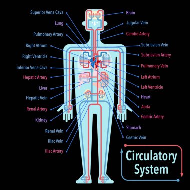 Siyah arkaplanda kardiyovasküler sistem pankartı, basitçe vektör illüstrasyonu 
